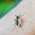 opryski na komary