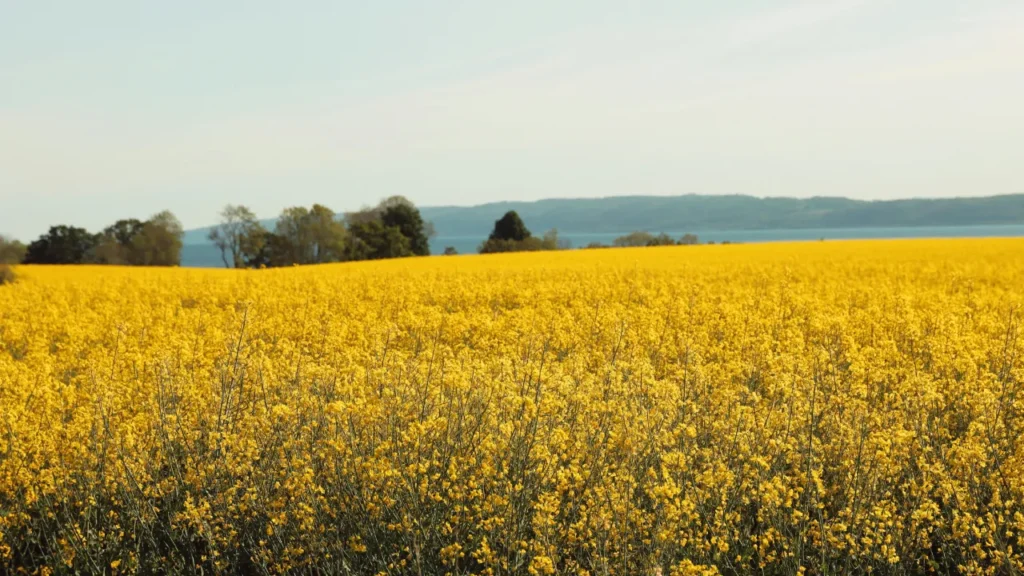 Zwalczanie mszycy kapuścianej w uprawach rzepaku – skuteczne strategie ochrony plonów