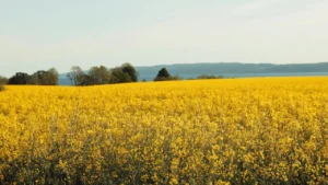 Zwalczanie mszycy kapuścianej w uprawach rzepaku – skuteczne strategie ochrony plonów