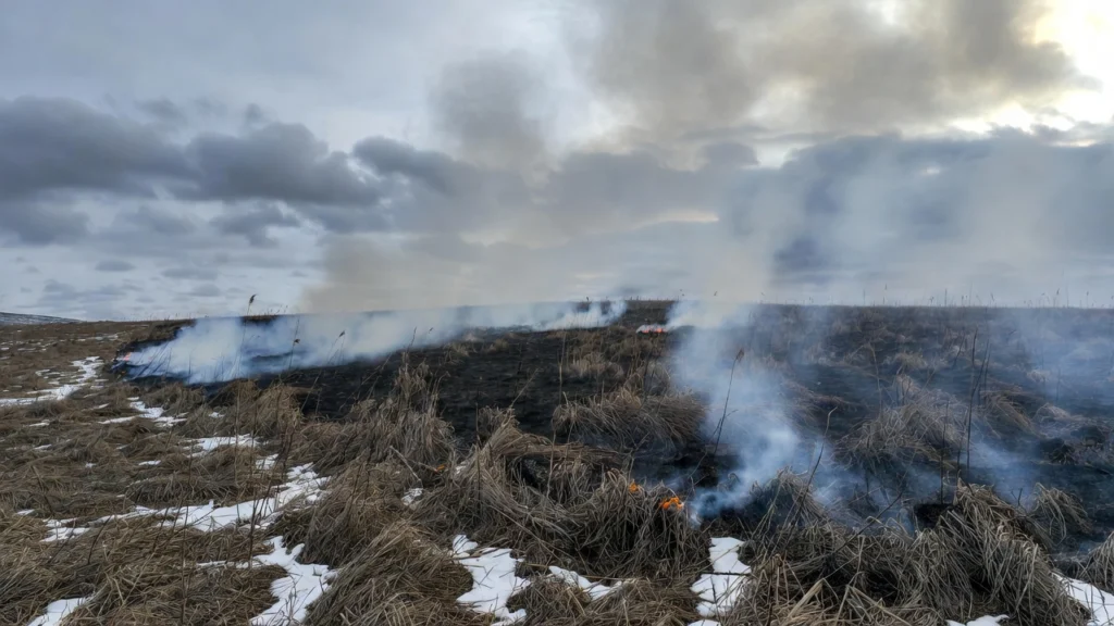 Surowsze kary za wypalanie traw i zagrożenie pożarowe już obowiązują